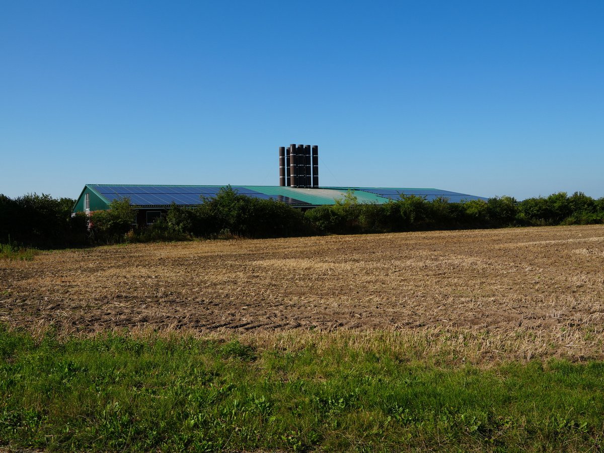 Dachflächen-Photovoltaik an der Biogasanlage in Bälau Photovoltaikmodule auf dem Dach an der Biogasanlage in Bälau