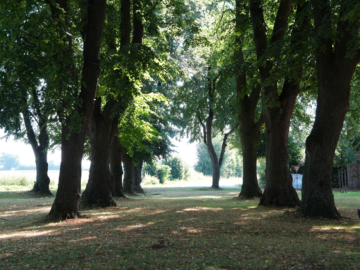 Geschützte Baumreihe in Bälau Alte Baumallee mit dicht belaubten Laubbäumen auf einer Wiese im Sonnenlicht.